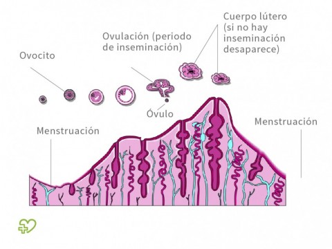 Estoy en que menstrual ciclo como del fase saber
