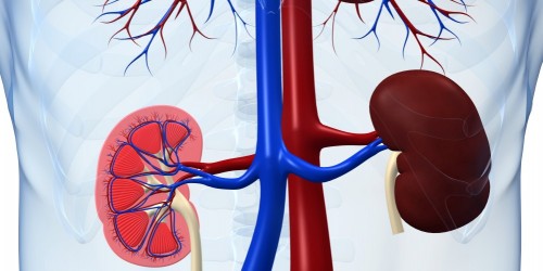 Que determina la creatinina en sangre