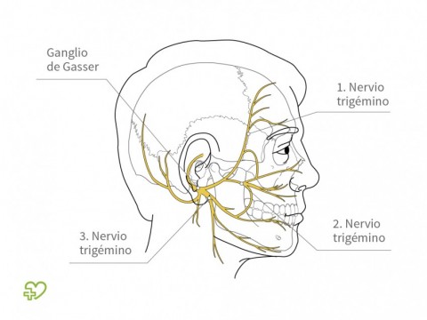 La arteria suministra sangre al cerebro, los ojos y la frente La arteria suministra sangre al cerebro, los ojos y la frente