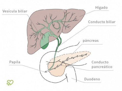 Inflamacion del higado y pancreas