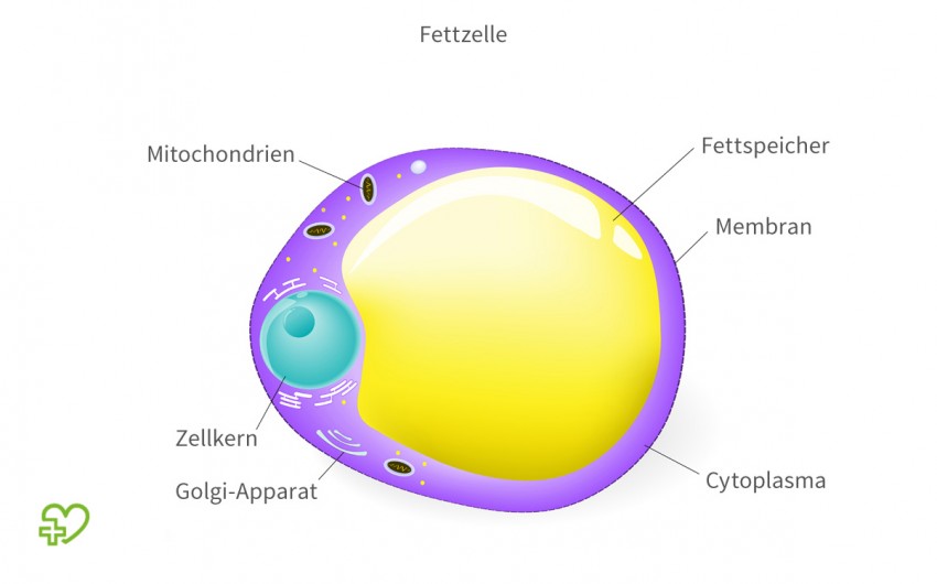 Triglyceride: Man sieht die schematische Darstellung einer Fettzelle (Adipozyt).