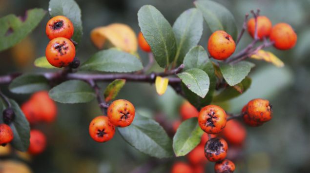 Man orangene Feuerdorn-Beeren.