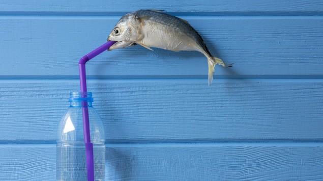 Ein toter Fisch hängt an einem Strohhalm, der in einer Plastikflasche steckt.
