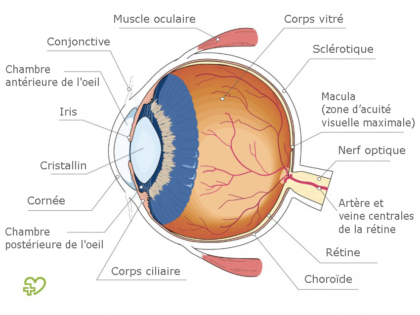 Les Yeux Rouges Pourquoi Et Comment Les Soigner Onmedafr