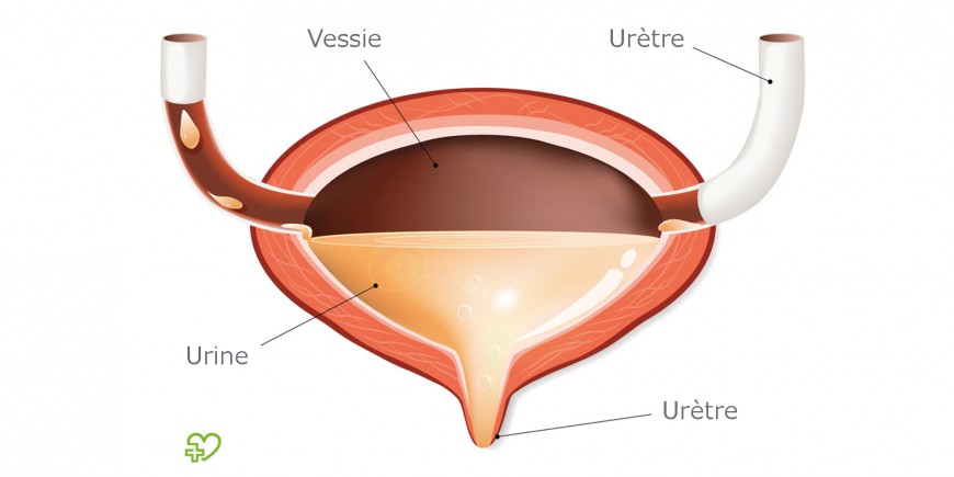 La Vessie Son Anatomie Son Role Ses Maladies Onmeda Fr