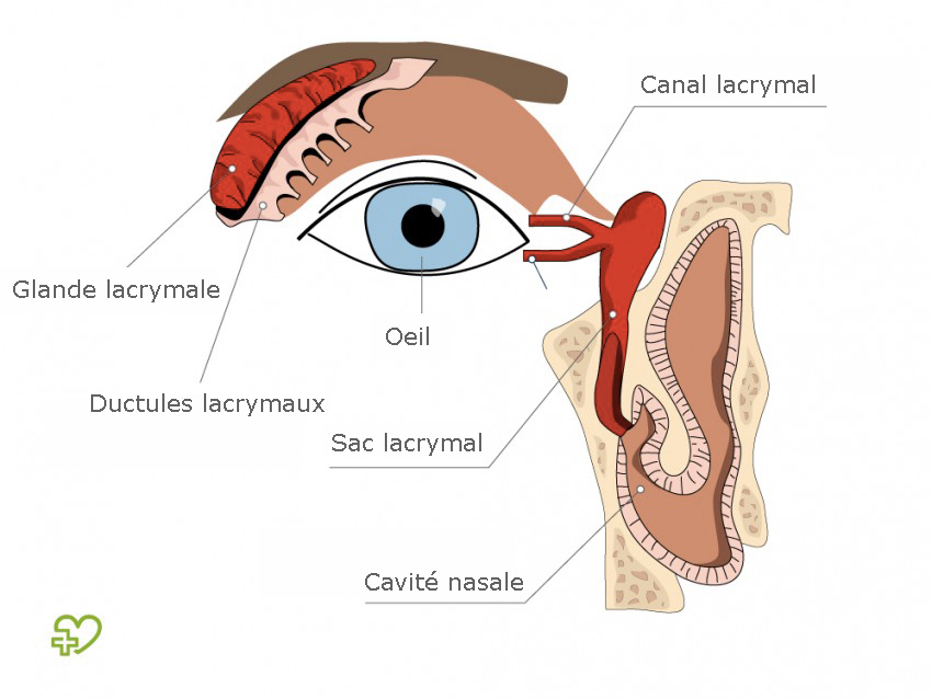 Oeil Qui Pleure Les Causes Onmeda Fr