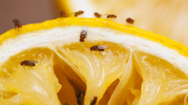 Fruchtfliegen befallen eine Orange.