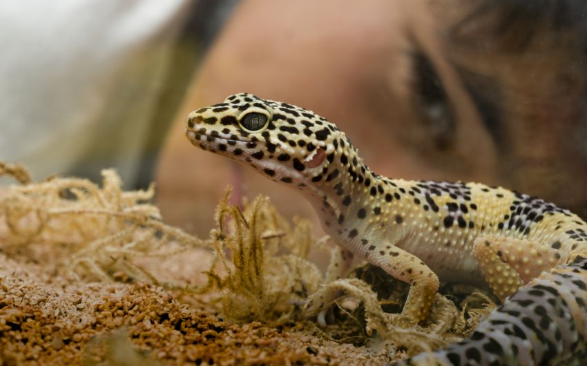 Vorsicht, Ansteckungsrisiko: Kaum jemand weiß, dass bis zu 90 Prozent aller Reptilien mit Salmonellen infiziert sind.