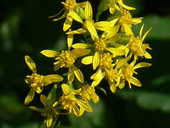 Man sieht den Blütenstand der Gewöhnlichen Goldrute (Solidago virgaurea).