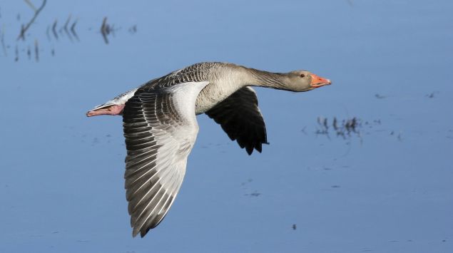 Man sieht eine Graugans im Flug.