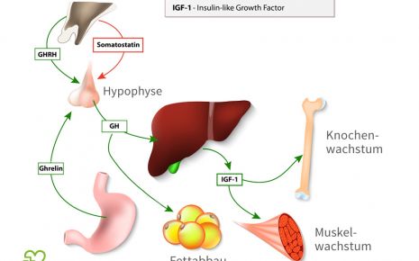 Abnehmen des Somatostatin-Wachstumshormons