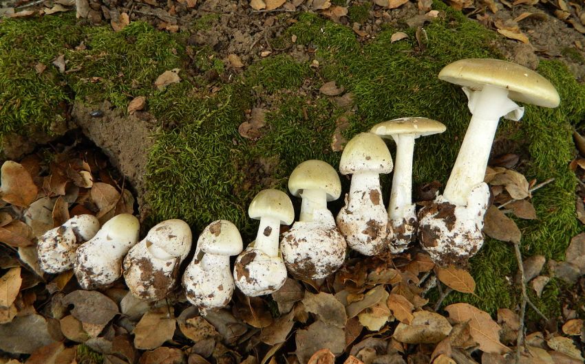 Grüner Knollenblätterpilz