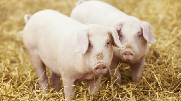 Schweinebandwurm Infektion Diagnose Onmeda De