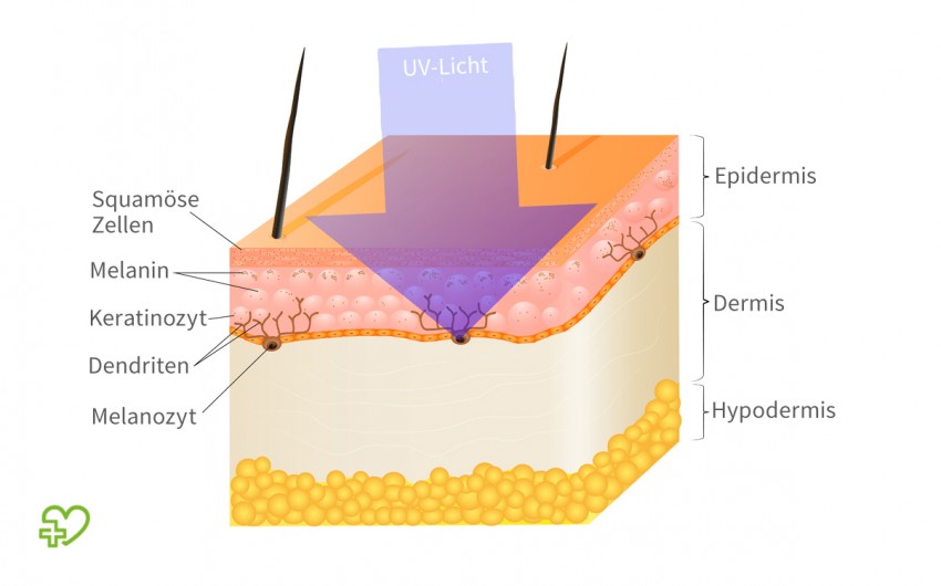 UV-Strahlung: Schematische Darstellung der Vorgänge bei der Hautbräunung