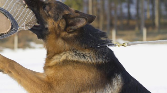 Ein Schäferhund attackiert einen Hundetrainer.
