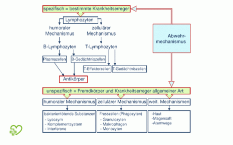 Schematische Darstellung des Immunsystems