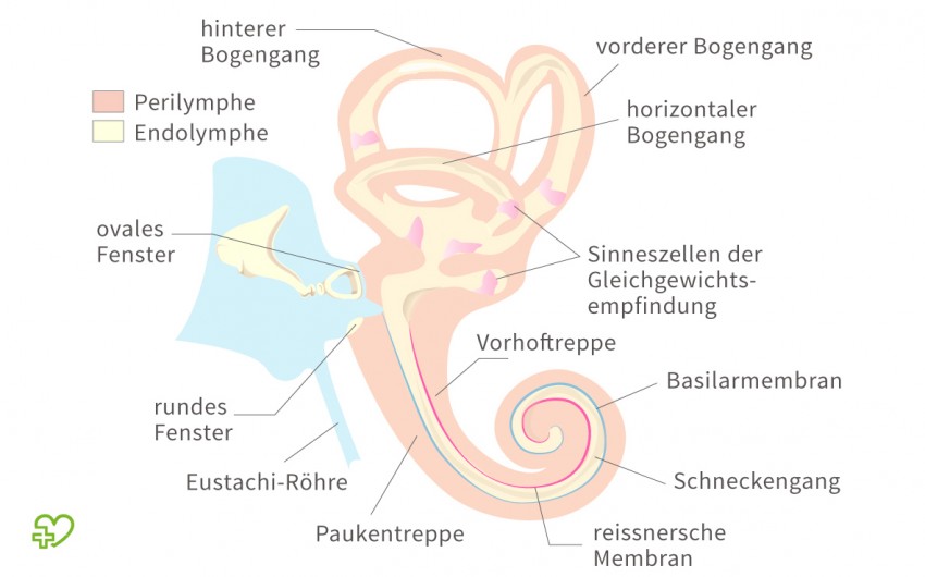 Illustration: Darstellung des Innenohrs