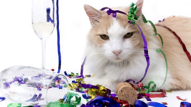 Zu sehen sind eine liegende Hauskatze, Luftschlangen, Sektgläser und ein Korken.