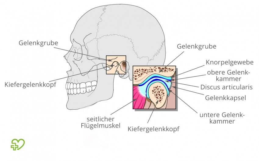 Craniomandibuläre Dysfunktion: Anatomie des Kiefergelenks