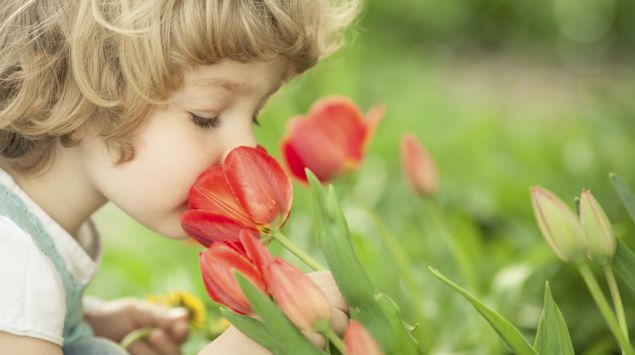 Das Bild zeigt ein Kind, das an einer Tulpe riecht.