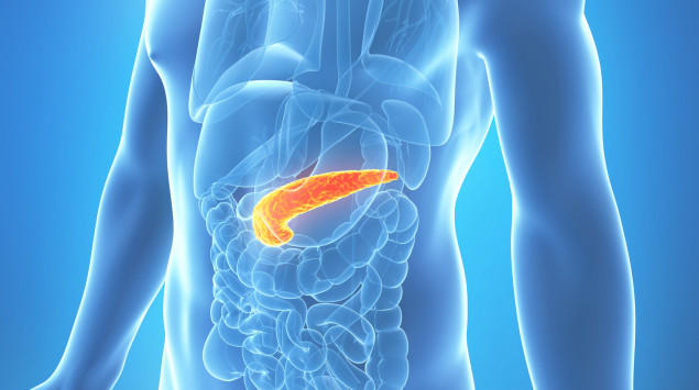 Bauchspeicheldruse Pankreas Anatomie Lage Funktion Erkrankungen Symptome Onmeda De