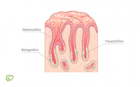 Illustration: Schnitt durch die Magenschleimhaut mit Darstellung der Magendrüsen.