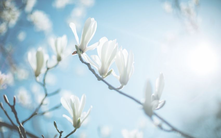 Frühlingsgefühle: Man sieht eine Magnolie mit Blüten.