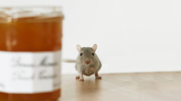 Das Bild zeigt eine Maus neben einem Marmeladenglas.