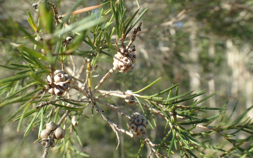 Man sieht Blätter und Früchte des australischen Teebaums (Melaleuca alternifolia).