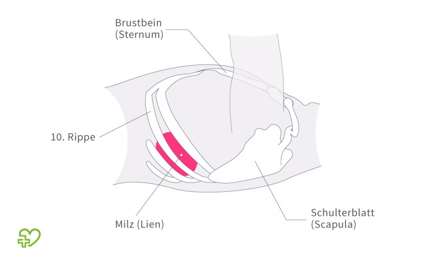Man sieht die Lage der Milz im Brustkorb.