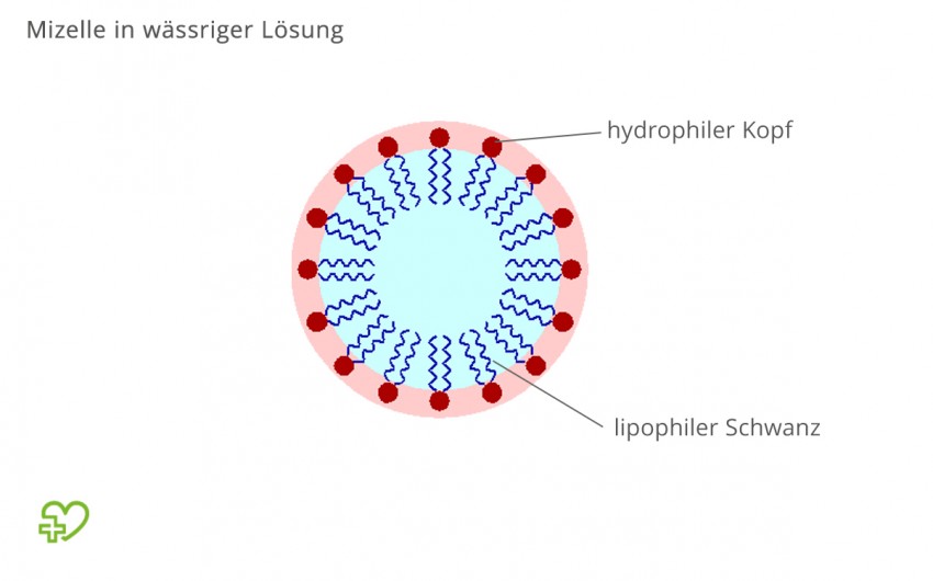 Schematische Darstellung einer Mizelle in wässriger Lösung, die Fettpartikel eingeschlossen hat.