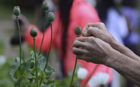 Jemand pflückt Mohn.