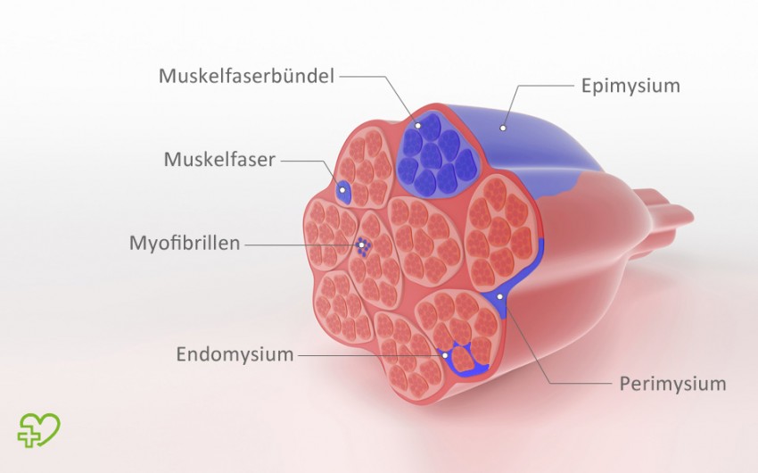 Eine grafische Darstellung eines Muskels. Alle Muskeln sind umhüllt von einer Faszienschicht, dem sogenannten Epimysium.