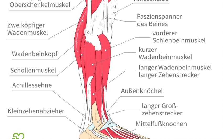 Die Anatomie des menschlichen Beins