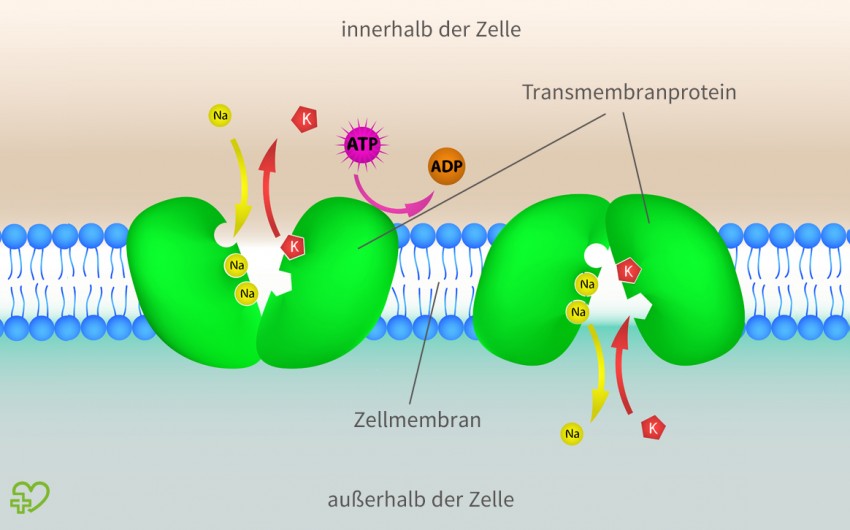 Anatomie Herz: Man sieht eine grafische Darstellung der Natrium-Kalium-Pumpe.
