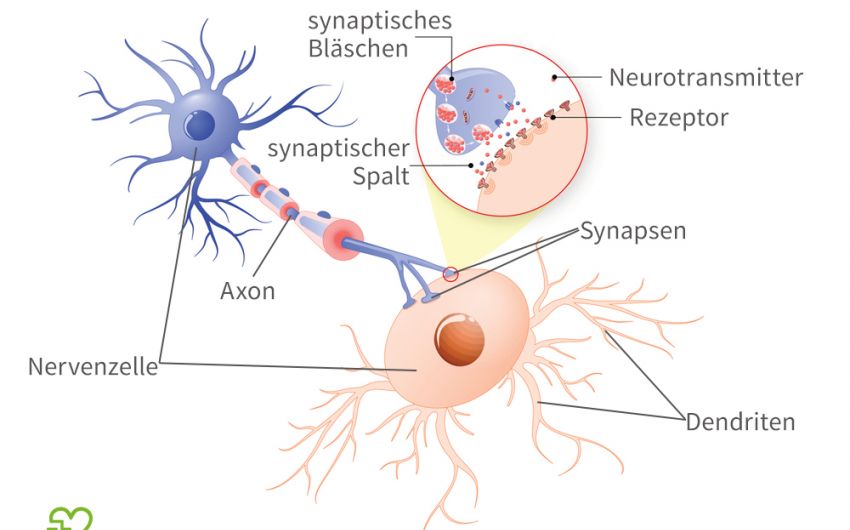 Man sieht eine grafische Darstellung zweier Nervenzellen und dem synaptischen Spalt.