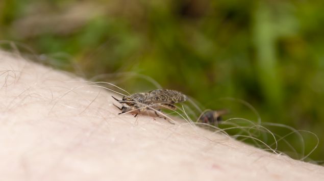 Insektenstiche Was Hat Mich Da Gestochen Und Was Hilft Onmeda De