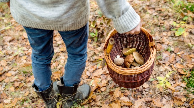 Pilze Sammeln Und Essen Fur Unerfahrene Ein Risiko Onmeda De