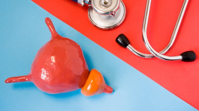 Modell von Prostata und Harnblase mit Stethoskop