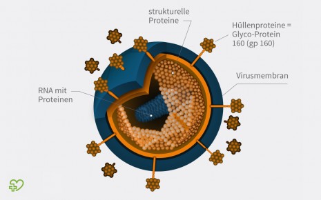 Das Bild zeigt die schematische Darstellung des Aidsvirus.