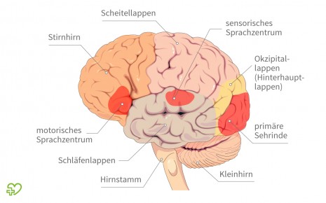Anatomie des Gehirns