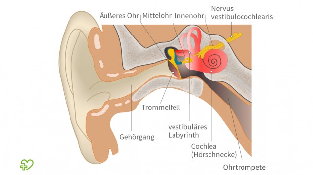 Mittelohrentzundung Ansteckend Symptome Dauer Helfen Hausmittel Onmeda De