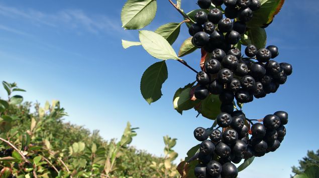 Das Bild zeigt Apfelbeeren.
