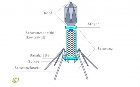 Graphische Darstellung eines Bakteriophagen