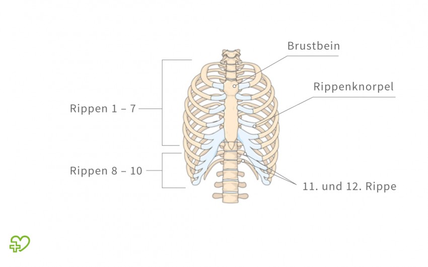 Rippenbruch Ursachen Symptome Therapie Onmeda De