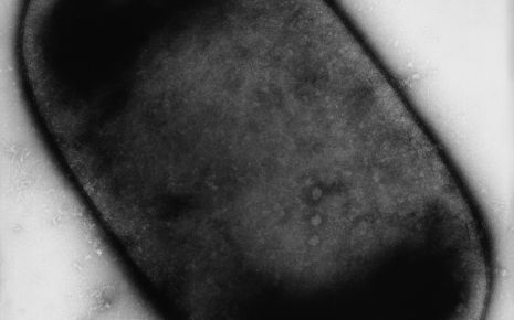 Das Bakterium Clostridium perfringens.