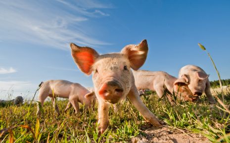 Schweinegrippe: Man sieht mehrere Ferkel auf einer Wiese.