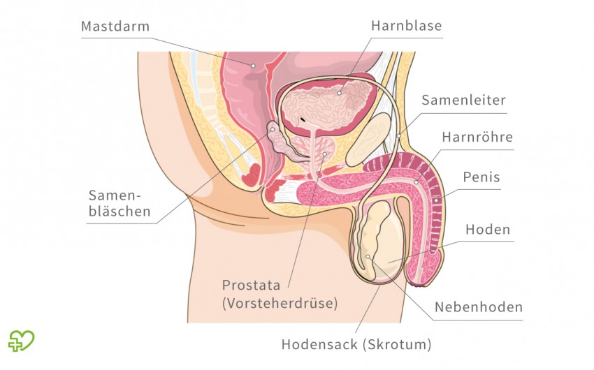 Mannliche Geschlechtsorgane Anatomie Des Mannes Onmeda De