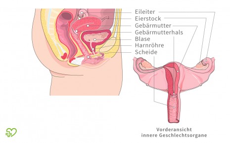 Weibliche Geschlechtsorgane Anatomie Der Frau Gebarmutter Uterus Onmeda De