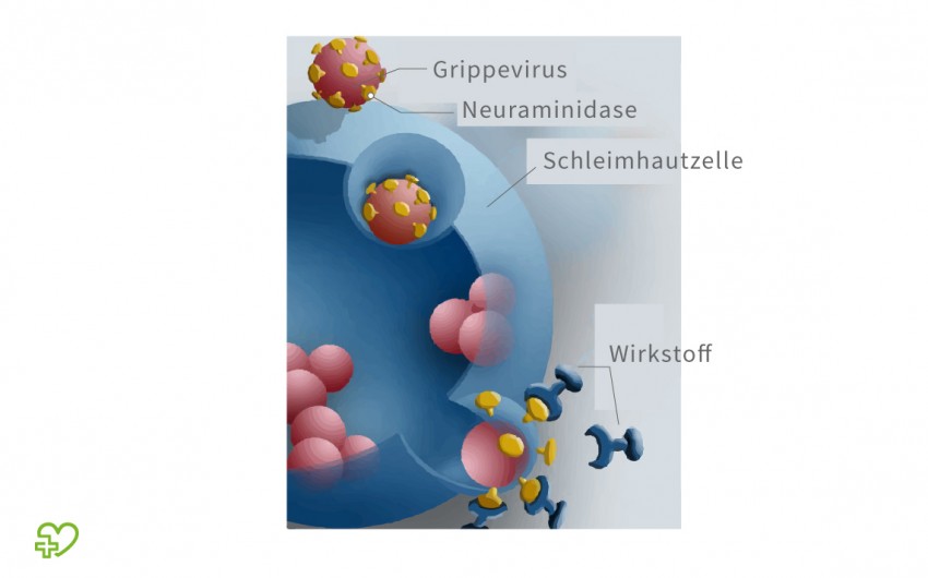 Funktionsweise der Neuraminidasehemmer